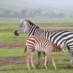 3-Days-Safari-to-Mikumi-National-Park-With-Maasai-Village-Visit01