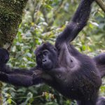 8-Days-Primate-Safari-Uganda-mountain-gorilla