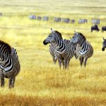 Arusha