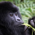 Cheaper-budget-gorilla-tours-safaris-for-2022-to-2023