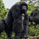 Price of gorilla trekking in Uganda and Rwanda