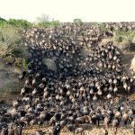 Great-Migration-Wildebeest-Masai-Mara