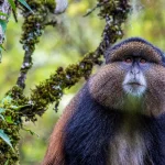 Mgahinga__gorilla_park__golden-monkey