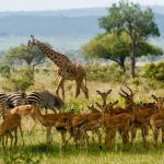 Mikumi-park-tanzania