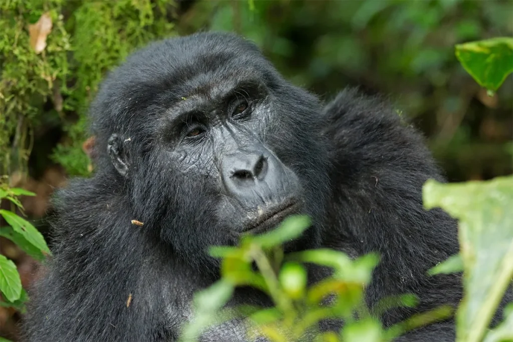 Mubare-group-gorilla-trekking-permits