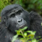 Mubare-group-gorilla-trekking-permits