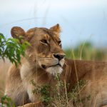 Murchison-Falls-National-Parksssss