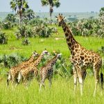 Rotschild-giraffes-Murchison-Falls-edited-scaled-1-2048x1534