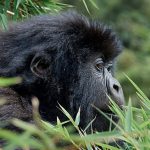 Rwanda-gorillas1-1024x683-1