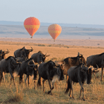 Serengeti-national-park-1
