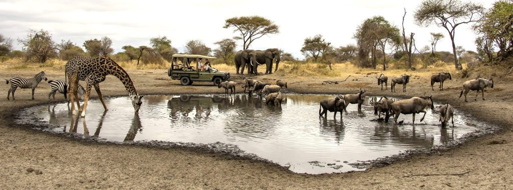 Tanzania North Tarangire Wildlife Game Drive