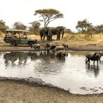 Tanzania_NorthTarangire_LittleChemChemWildlifeGameDrive
