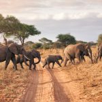 Tarangire-national-park-1