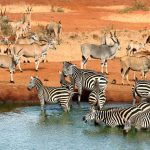 Tsavo-National-Park-Safari-Follows