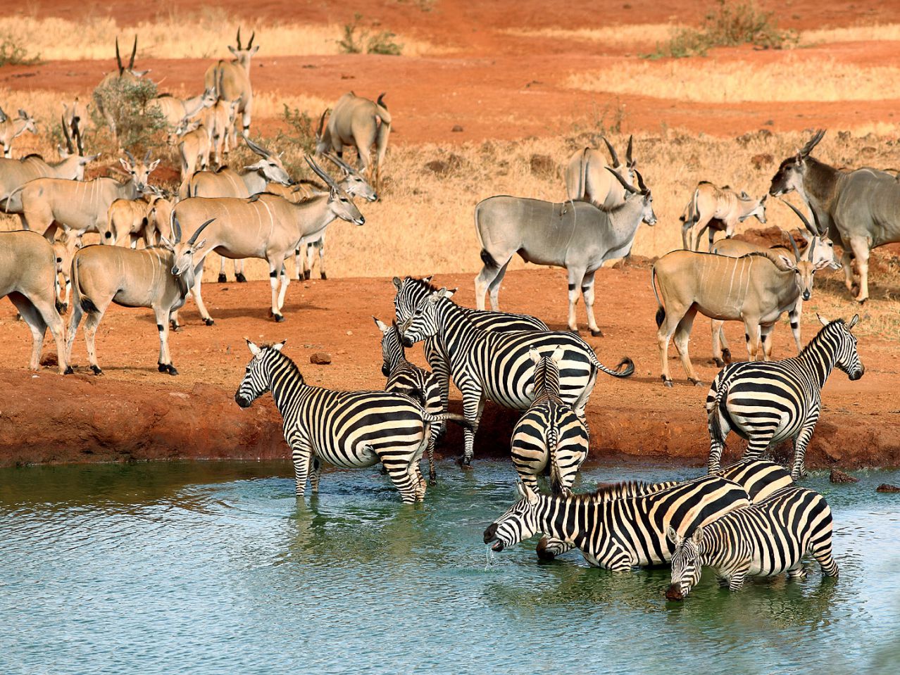 Tsavo-National-Park-Safari-Follows