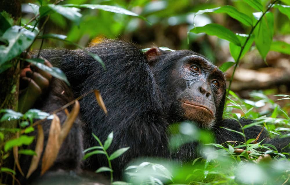 chimp tracking in the pearl of africa