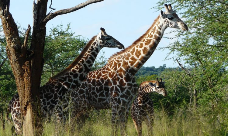 akagera-girraffes