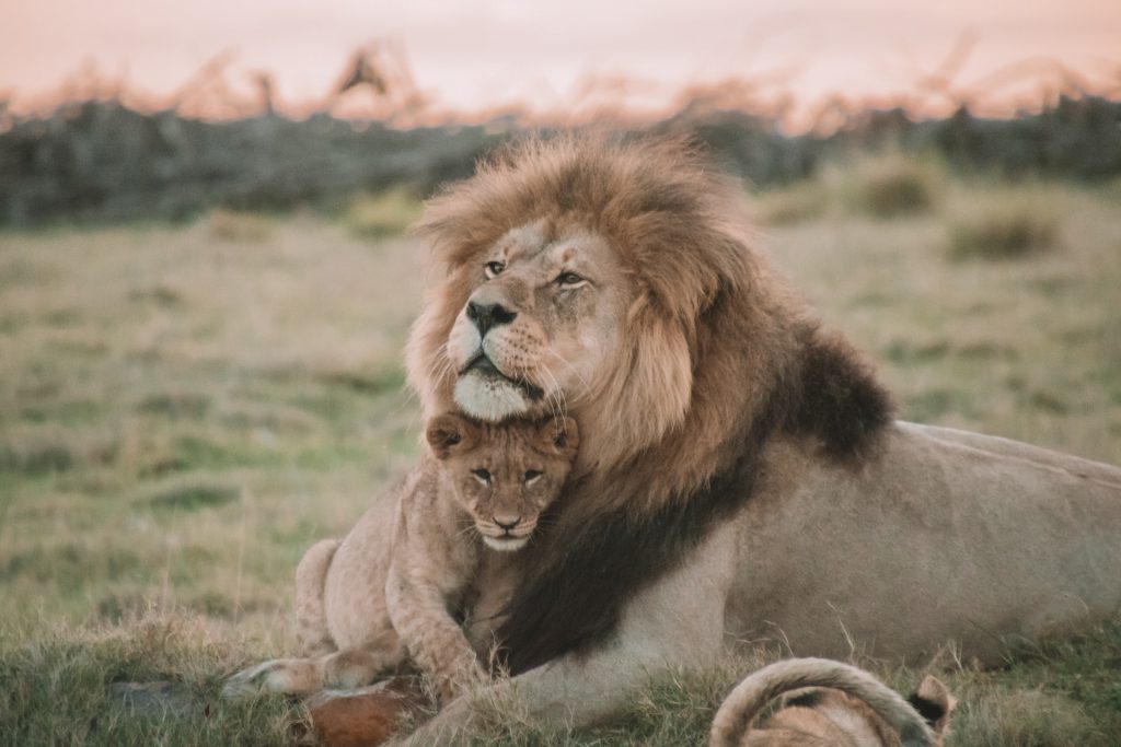 murchison lions in Uganda