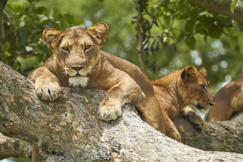 murchison tree climbing lions in Uganda