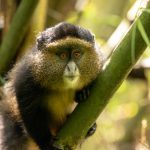 golden-monkey-in-mgahinga