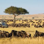 maasai-mara-1110x700-3