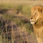 maasai-mara-lion-king