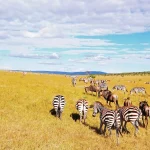 masai-mara-national-Reserve-game