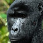 4 Days Uganda Gorillas and Golden monkey trekking safari