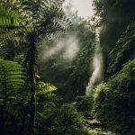 nyungwe05
