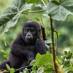 primate_ug1