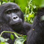 primate_ug3