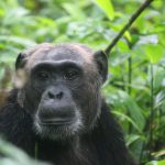 primate_ug5