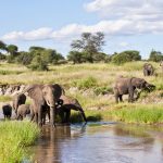 safari-through-the-national-parks-tarangire-ngorongoro-01-1360x900