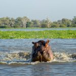 selous-hippo-splashing-rr-2