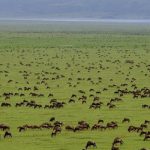 serengeti-national-park-1