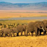 Elephant herd walking in the hills under golden sunset light, with Ngorongoro crater alkaline lake and caldera in the background, Tanzania East Africa