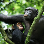 Virunga National Park