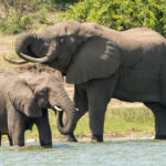 Murchison Falls National Park