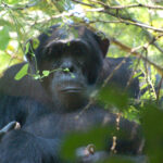 2-days-chimpanzee-tracking-Budongo