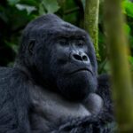 10 Days Uganda and Rwanda tour