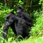 Facts about mountain gorillas