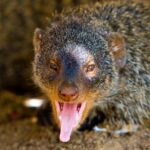 Banded Mongoose tracking in Queen Elizabeth National Park