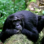 Chimpanzee Trekking In Kyambura Gorge