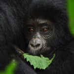 Rwanda gorilla trekking permits 2024