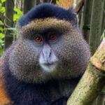 Golden-monkey-in-Mgahinga-e1602470989135-850x402 (2)
