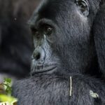Gorilla-in-Buhoma