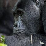 Gorilla habituation experience in Buhoma Uganda