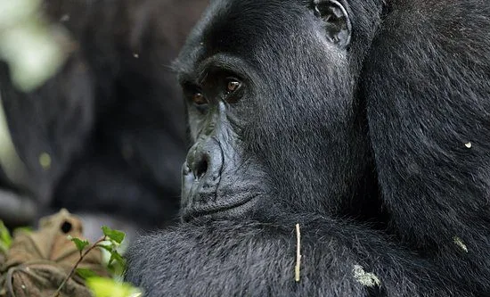 Buhoma Sector in Bwindi impenetrable forest national park 101 Gorilla habituation experience in Buhoma Uganda