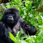 How-to-book-Uganda-Rwanda-gorilla-tracking-permits-2019-2020 (1)