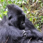 Last-minute-gorilla-trekking-in-Uganda-1200x675